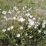 Linum suffruticosum Blüte