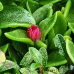 Mesembryanthemum cordifoliumBlüte