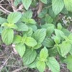 Lantana viburnoides Blad