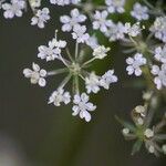 Peucedanum palustre Flor