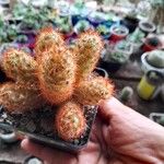 Mammillaria elongata Цветок