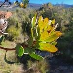 Protea caffra Leaf