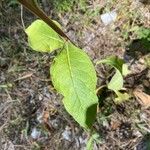 Pentanema squarrosum Leaf