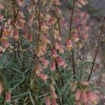 Digitalis obscura Habit