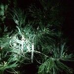 Pinus nigra Blatt