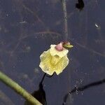Utricularia minor Flower