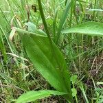 Platanthera chlorantha পাতা