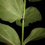 Nyctanthes arbor-tristis বাকল