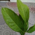 Syzygium polyanthum Leaf