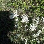 Clematis flammulaBlodyn