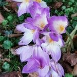 Colchicum speciosum Habitus