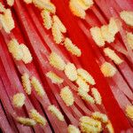 Disocactus ackermannii 花