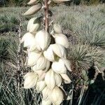Yucca glauca Blodyn