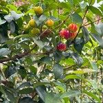 Eugenia uniflora Fruit