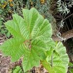 Gunnera insignis Leaf