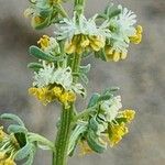 Reseda arabica Flower