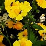 Nemesia strumosa Flors