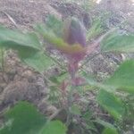 Chenopodium giganteum Blatt