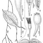 Syzygium laxeracemosum Diğer