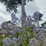 Ceanothus americanusFlor