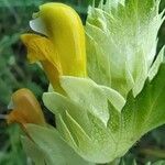 Rhinanthus major Flower