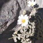 Cerastium latifolium Flower