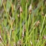 Eleocharis multicaulis Floare