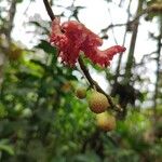 Siparuna thecaphora Fruit