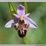 Ophrys vetula Other