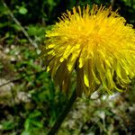 Taraxacum parnassicum Цветок