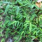 Microstegium vimineum Leaf