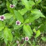 Phyla lanceolata Flower