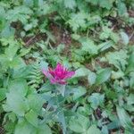 Castilleja parviflora Flower
