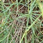 Dianthus pungens Blatt