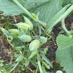 Raphanus raphanistrum Flower