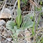 Ophrys virescens Mosusu