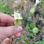 Silene noctifloraFiore