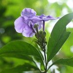 Brunfelsia grandiflora Kvet