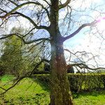 Platanus × hispanica Habitat