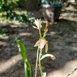 Oeceoclades maculata Fiore