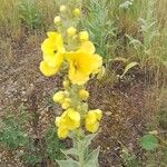 Verbascum densiflorumFlower