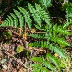 Dryopteris carthusiana Hábito