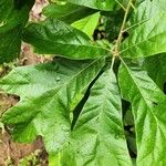 Quercus falcata Leaf