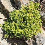Polycarpon polycarpoides Libunga