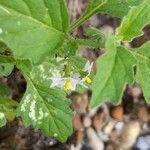 Solanum physalifolium Λουλούδι