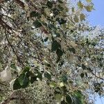 Populus × canescens Yaprak