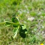 Veronica bellidioides Likasa
