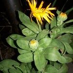 Calendula officinalis Цвят
