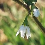 Solanum villosum फूल