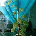 Pisonia aculeata पत्ता